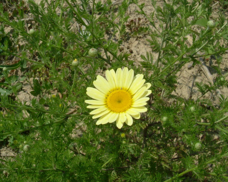 Chrysantemum 2 - Glebionis coronaria